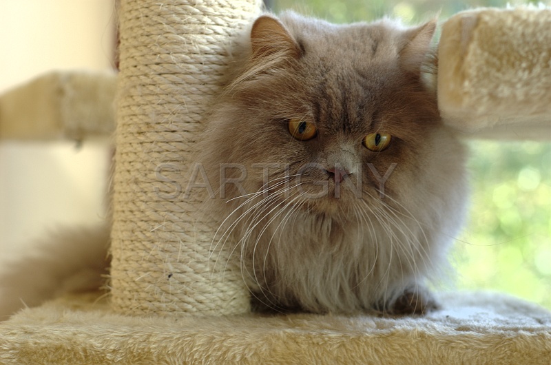 BRITISH LONGHAIR 007.jpg